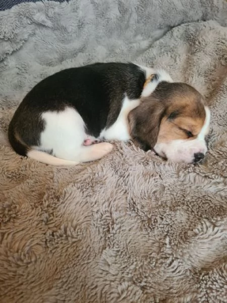 meravigliosa cucciolata di beagle  | Foto 2