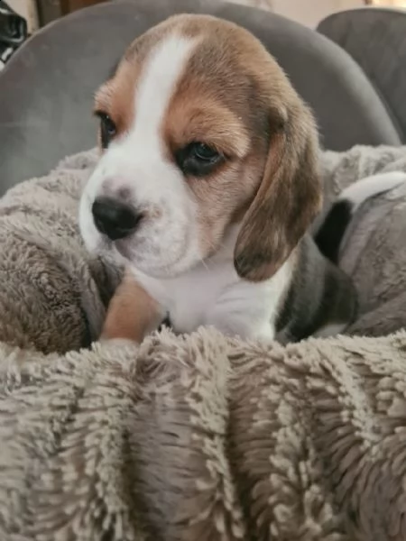 meravigliosa cucciolata di beagle  | Foto 1