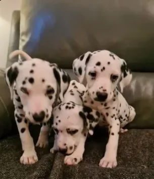 cuccioli dalmata neri bianci