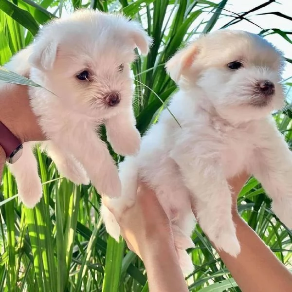 cuccioli di razza maltese tre mesi
