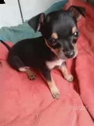  regalo cuccioli di pinscher | Foto 0