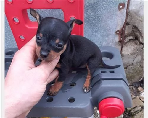  regalo cuccioli di pinscher | Foto 0