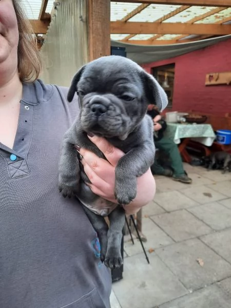 bouledogue francese cuccioli con pedigree enci | Foto 4