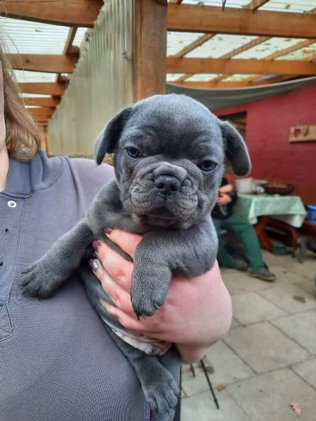 bouledogue francese cuccioli con pedigree enci | Foto 3