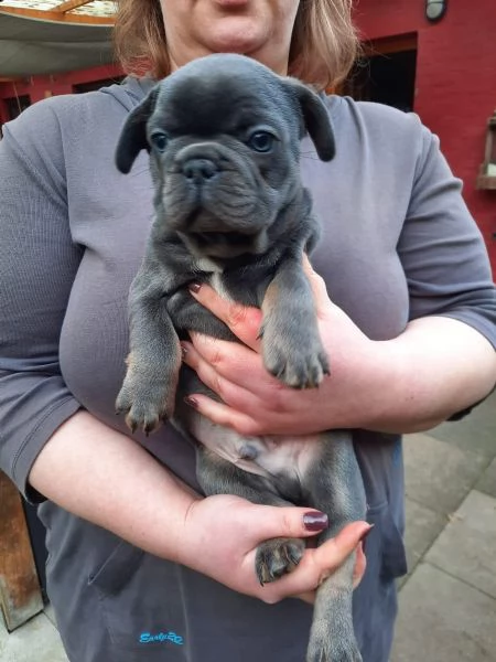 bouledogue francese cuccioli con pedigree enci