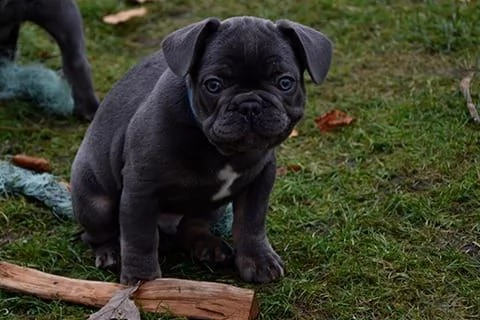 bouledogue francese cuccioli con pedigree enci | Foto 2