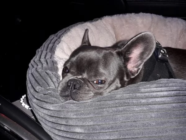bouledogue francese cuccioli con pedigree enci | Foto 1