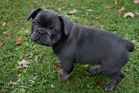 bouledogue francese cuccioli con pedigree enci | Foto 0