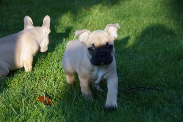 meravigliosa cucciolata di bouledogue francese /bulldog francese | Foto 2