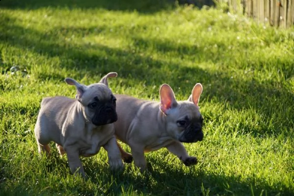 meravigliosa cucciolata di bouledogue francese /bulldog francese | Foto 1