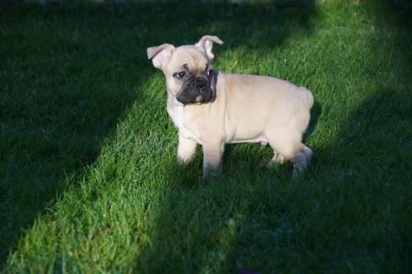 meravigliosa cucciolata di bouledogue francese /bulldog francese | Foto 0