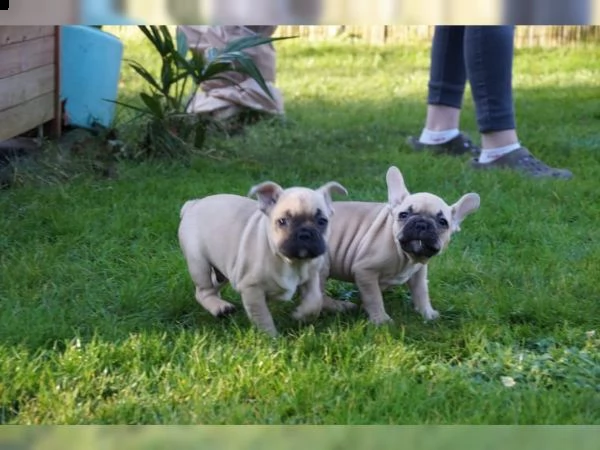 meravigliosa cucciolata di bouledogue francese /bulldog francese