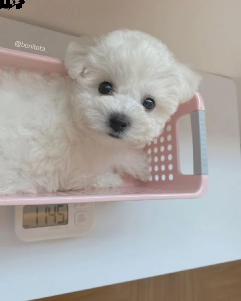 (2regalo  maltese nano) | Foto 0