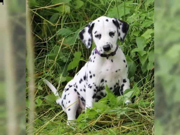 cuccioli dalmata con prestigioso pedigree