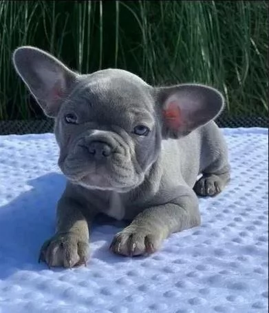 adozione bouledogue francese piccolissimo