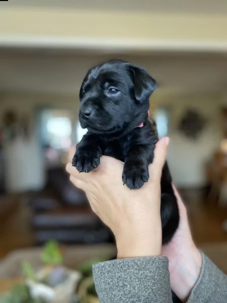 regalo cuccioli labrador .