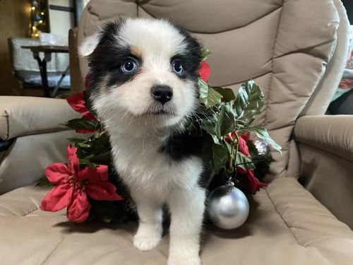 regalo adorabili cuccioli pastore australiano femminucce e maschietti gratuita 