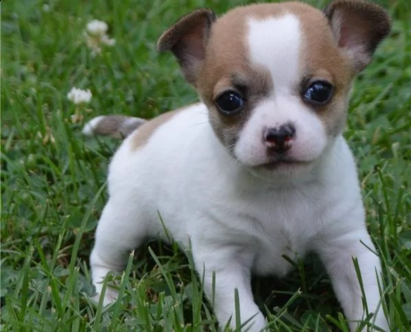 cucciolo di chihuahua