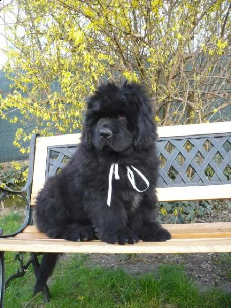 disponibile cane terranova per accoppiamento