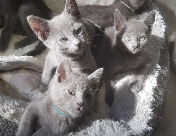 splendido gattino blu di russia con pedigree completo