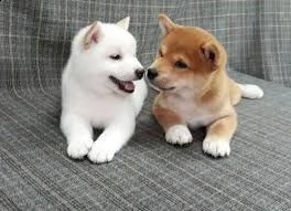 bellissimi cuccioli di shiba inu disponibili sia maschietti che femminucce e vengono consgenati