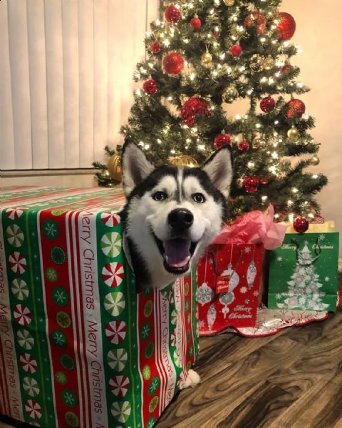 regalo siberian husky con pedigree consegna con : libretto sanitario, vaccini certificati dal veteri