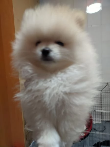 Pomerania cucciolo spitz tedesco nano | Foto 3