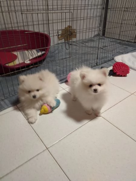Pomerania cucciolo spitz tedesco nano | Foto 2