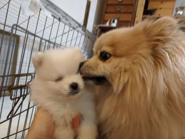 Pomerania cucciolo spitz tedesco nano | Foto 1
