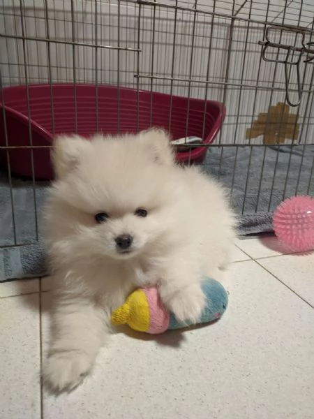 Pomerania cucciolo spitz tedesco nano | Foto 0