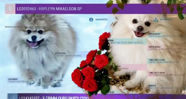 Pomerania cucciolo spitz tedesco nano