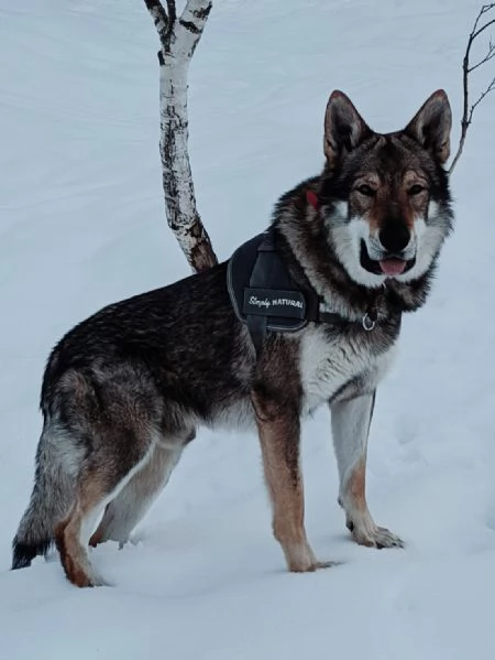 STALLONE IN ACCOPPIAMENTO | Foto 3