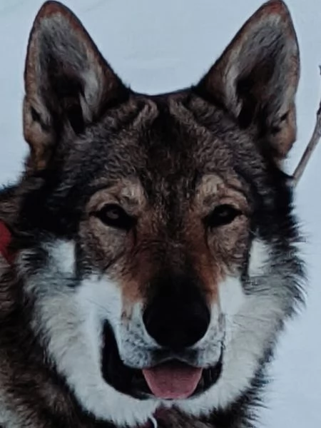 STALLONE IN ACCOPPIAMENTO | Foto 1