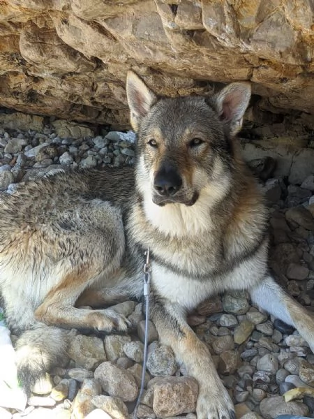 STALLONE IN ACCOPPIAMENTO | Foto 0