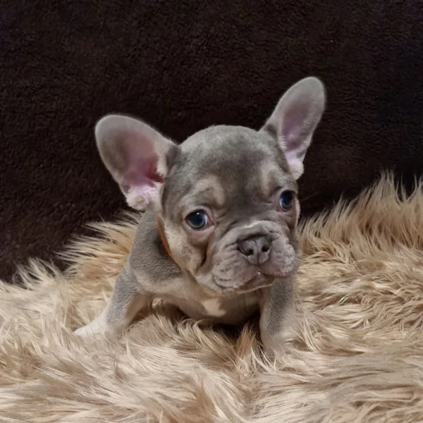 bouledogue francese con pedigree enci-fci