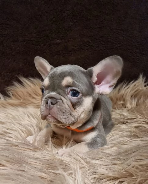 bouledogue francese con pedigree enci-fci | Foto 5