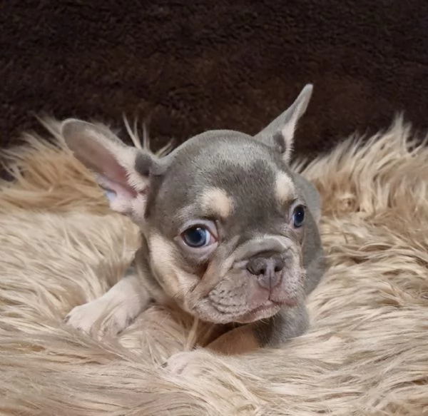 bouledogue francese con pedigree enci-fci | Foto 4