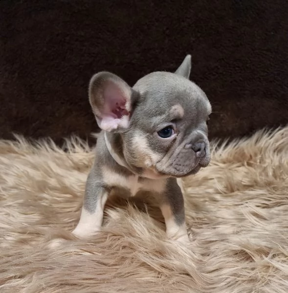 bouledogue francese con pedigree enci-fci | Foto 3