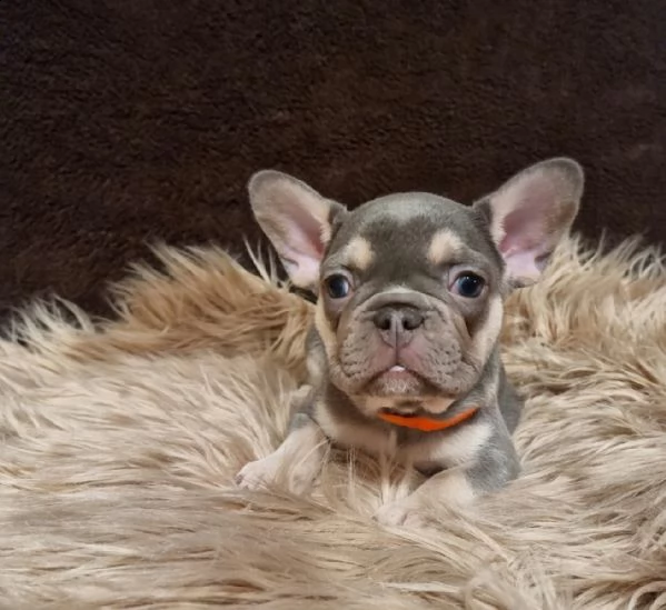 bouledogue francese con pedigree enci-fci | Foto 2