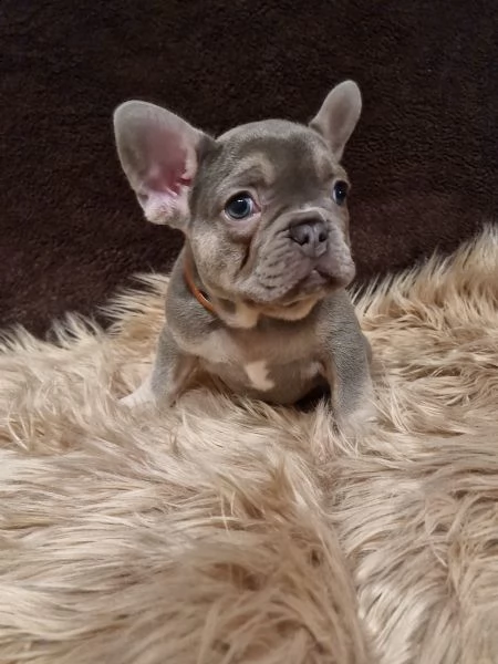 bouledogue francese con pedigree enci-fci | Foto 1