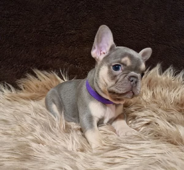 bouledogue francese con pedigree enci-fci | Foto 0