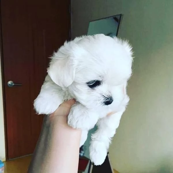 cuccioli di razza maltese tre mesi