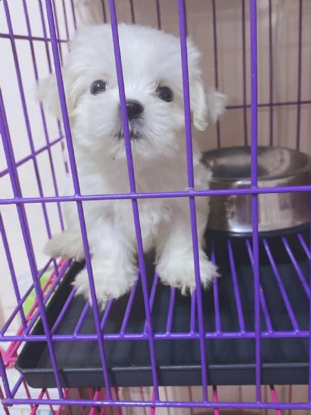 cuccioli di razza maltese tre mesi | Foto 0