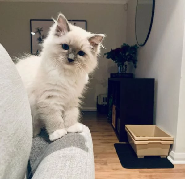 gattino ragdoll con gli occhi azzurri.