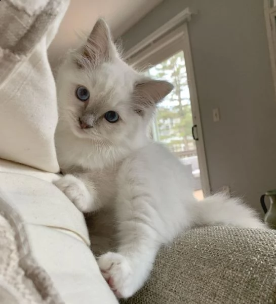 gattino ragdoll con gli occhi azzurri. | Foto 1