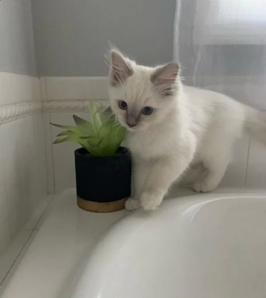 gattino ragdoll con gli occhi azzurri. | Foto 0
