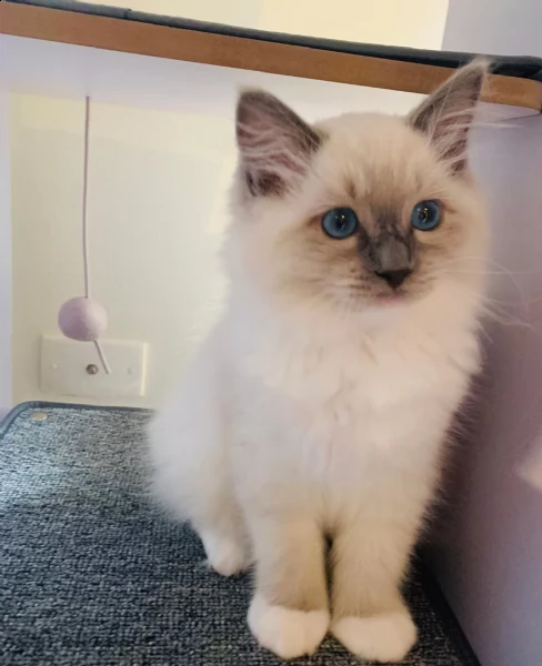 cuccioli ragdoll disponibile | Foto 0