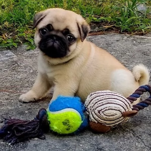  regalo carlino | Foto 0