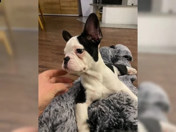 cucciolo bouledogue francese blu merle  | Foto 5