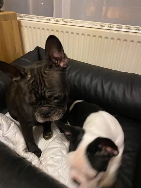 cucciolo bouledogue francese blu merle  | Foto 4